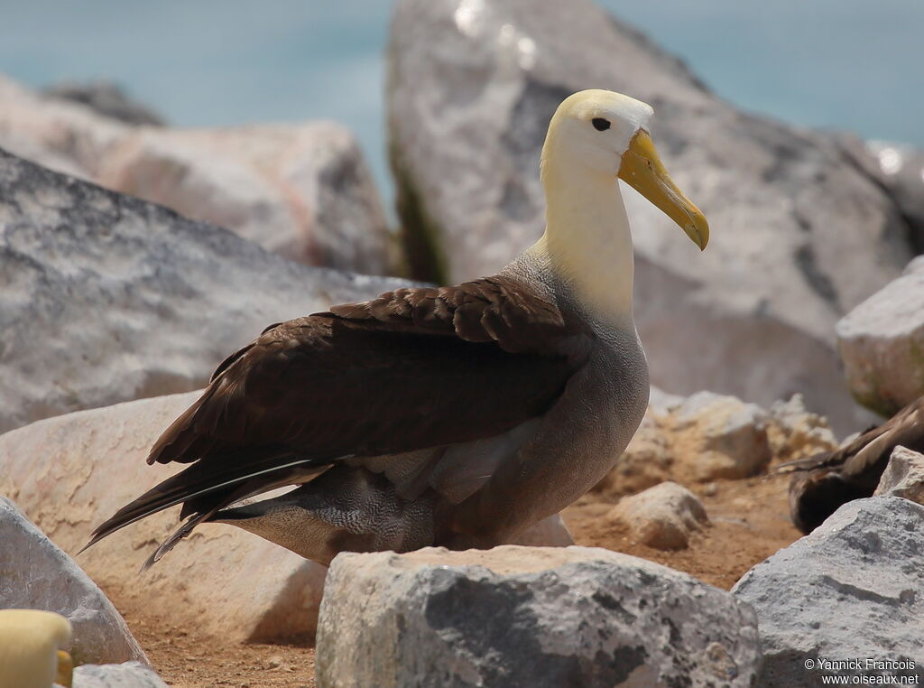 Waved Albatrossadult, identification, aspect