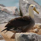 Albatros des Galapagos