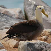 Waved Albatross