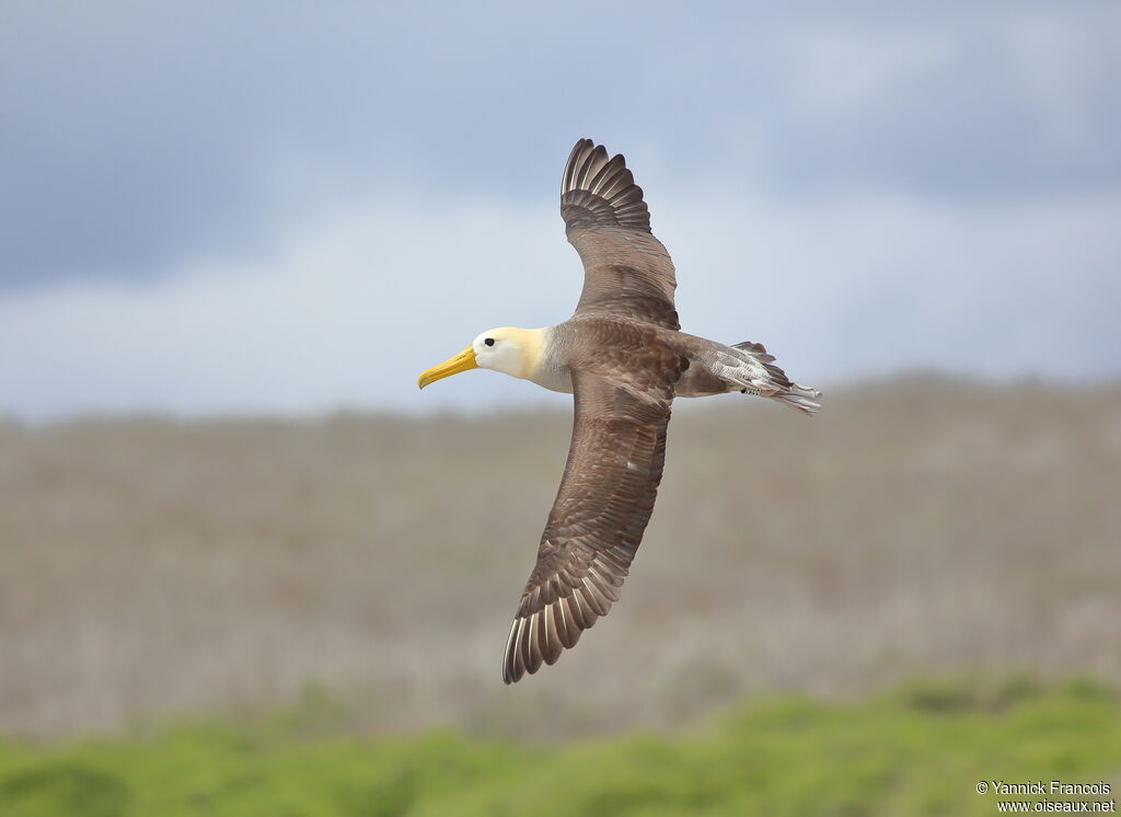 Waved Albatrossadult, aspect, Flight