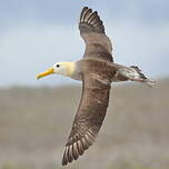 Albatros des Galapagos