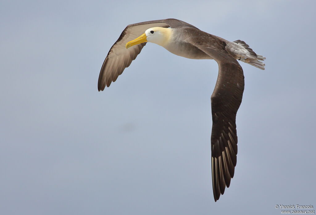 Albatros des Galapagosadulte, composition, Vol