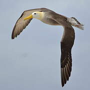 Albatros des Galapagos