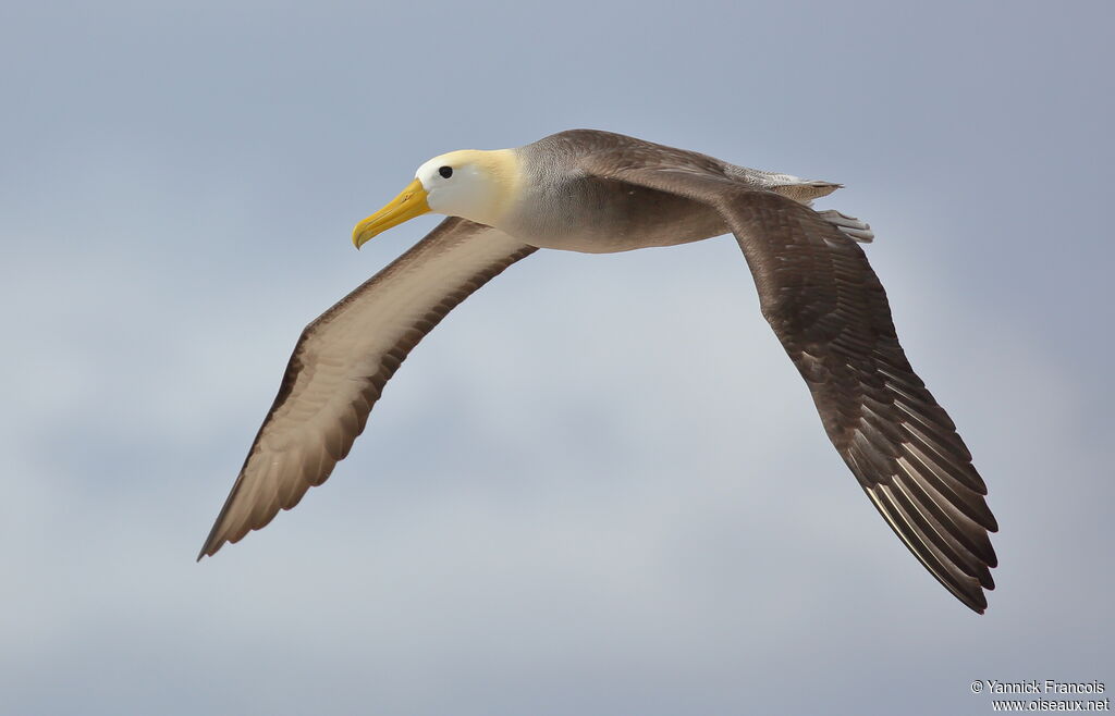 Waved Albatrossadult, aspect, Flight