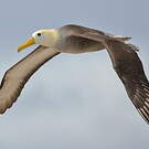 Albatros des Galapagos