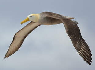 Albatros des Galapagos