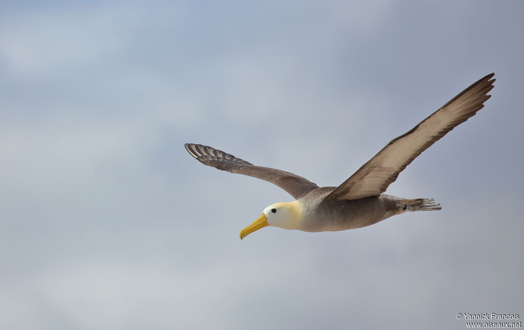 Waved Albatrossadult, aspect, Flight