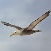 Waved Albatross