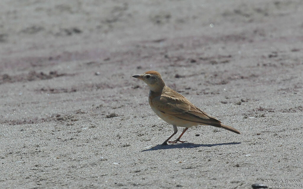 Red-capped Larkadult