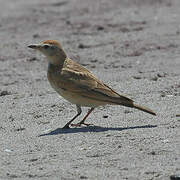 Red-capped Lark