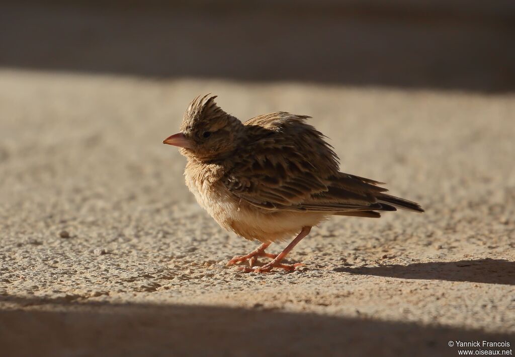 Stark's Larkadult, identification, aspect