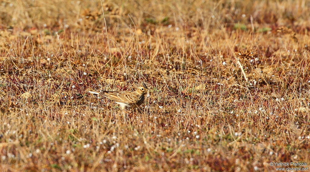 Alouette des champsadulte, habitat, composition