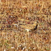 Eurasian Skylark