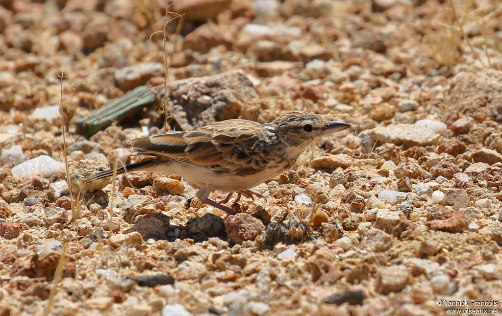 Sabota Larkadult, identification, aspect