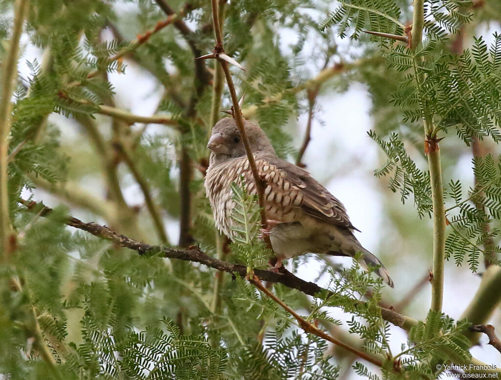 Red-headed Finch female adult, habitat, aspect