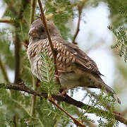 Red-headed Finch