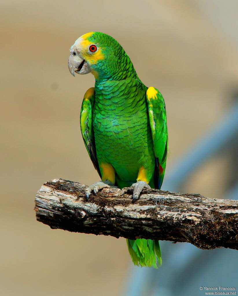 Yellow-shouldered Amazonadult, identification, aspect