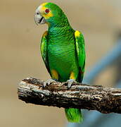 Yellow-shouldered Amazon