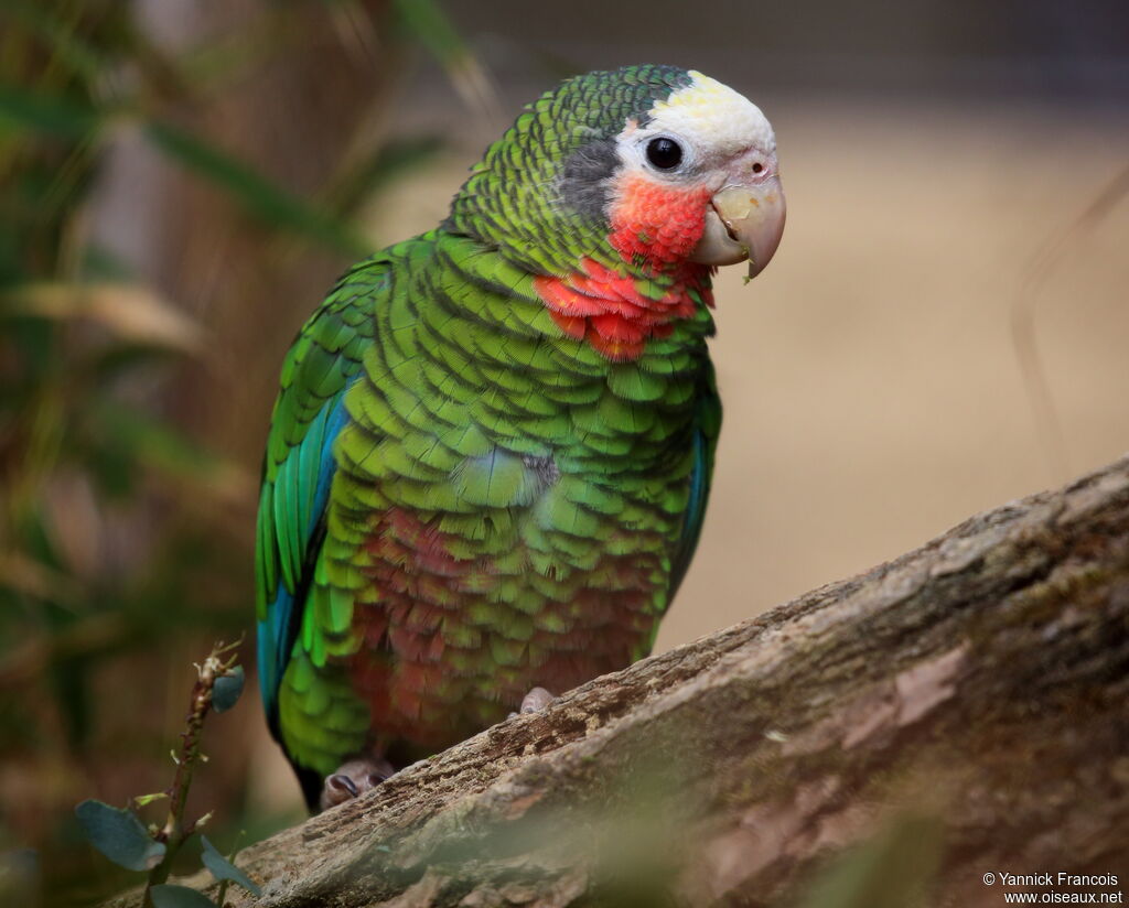 Amazone de Cubaadulte, identification, composition