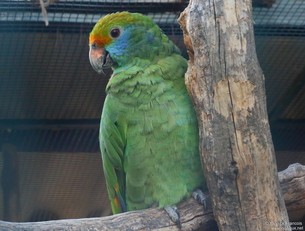 Blue-cheeked Amazonadult, identification