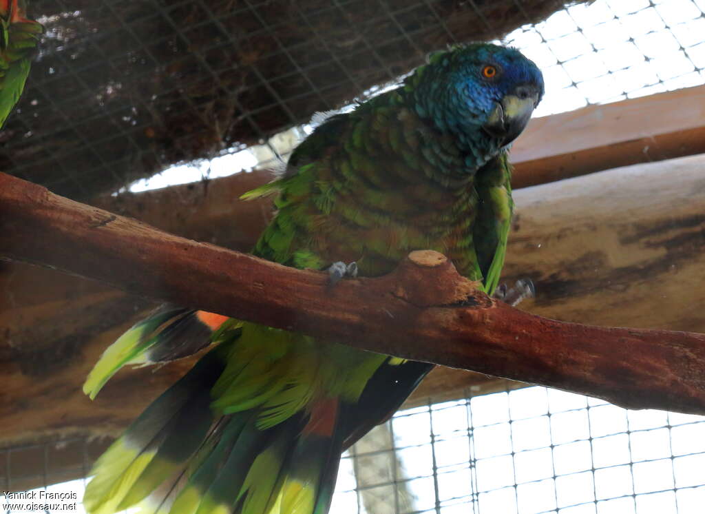 St. Lucia Amazonadult, identification