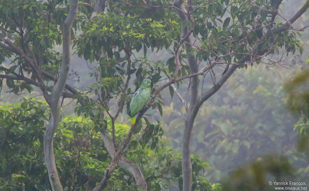 Amazone poudréeadulte, habitat, composition