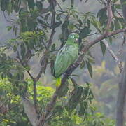 Amazone poudrée