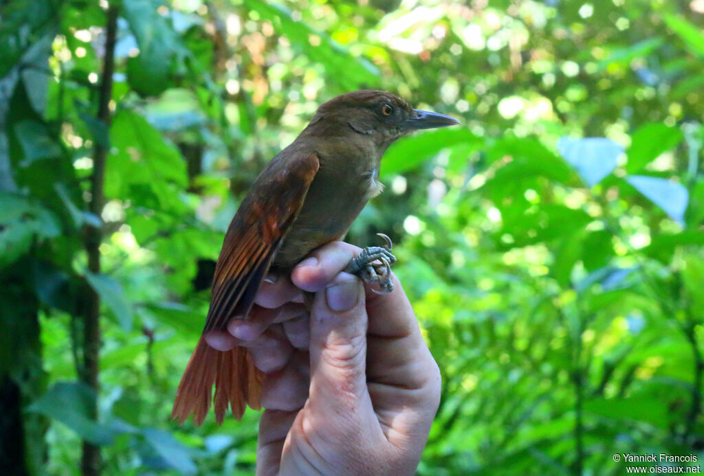 Chestnut-crowned Foliage-gleaneradult, identification, aspect