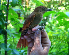 Chestnut-crowned Foliage-gleaner