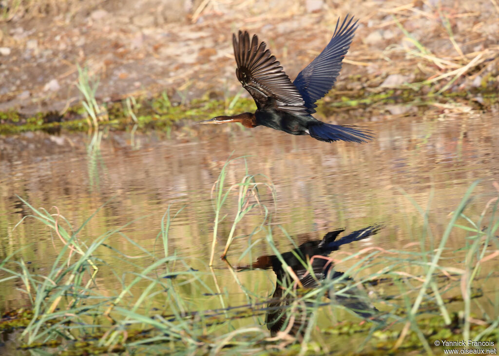 Anhinga d'Afriqueadulte, composition, Vol