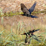 Anhinga d'Afrique