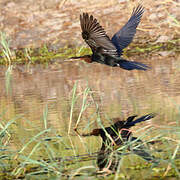 African Darter