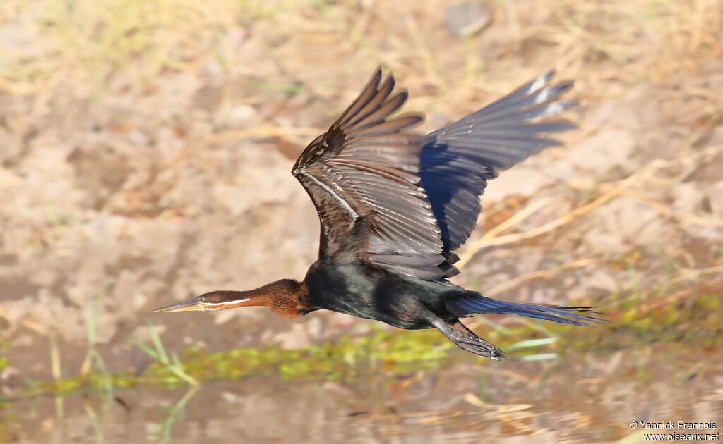 Anhinga d'Afriqueadulte, composition, Vol