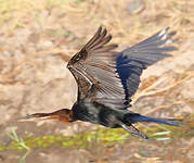 Anhinga d'Afrique