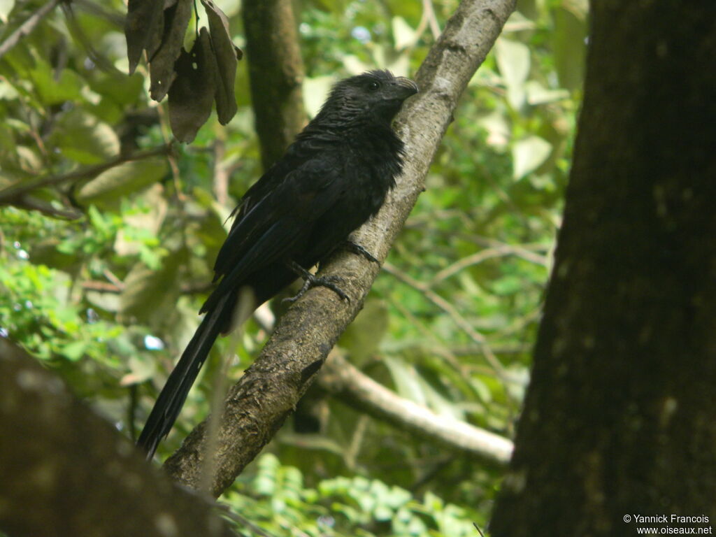 Groove-billed Ani, identification, aspect