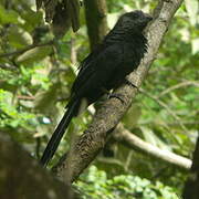 Groove-billed Ani