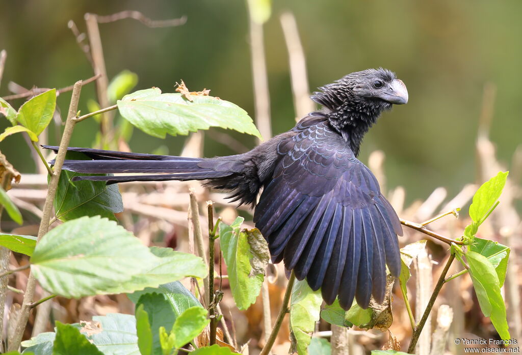 Smooth-billed Aniadult, identification, aspect, Behaviour