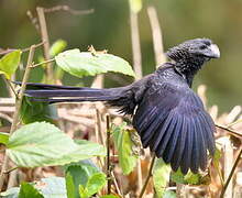 Smooth-billed Ani