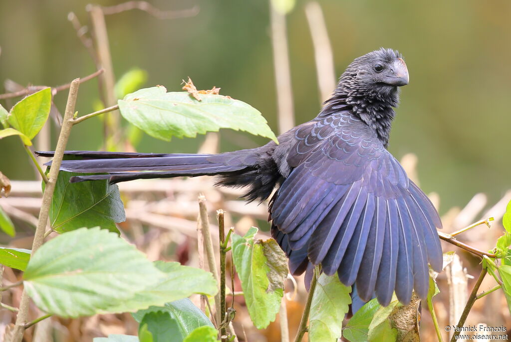 Smooth-billed Aniadult, identification, aspect, Behaviour