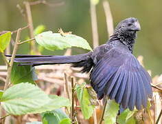 Smooth-billed Ani