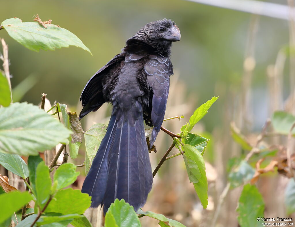 Smooth-billed Aniadult, identification, aspect, Behaviour