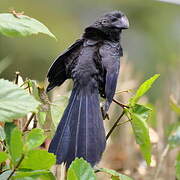 Smooth-billed Ani