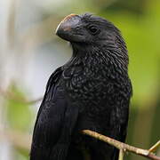 Smooth-billed Ani