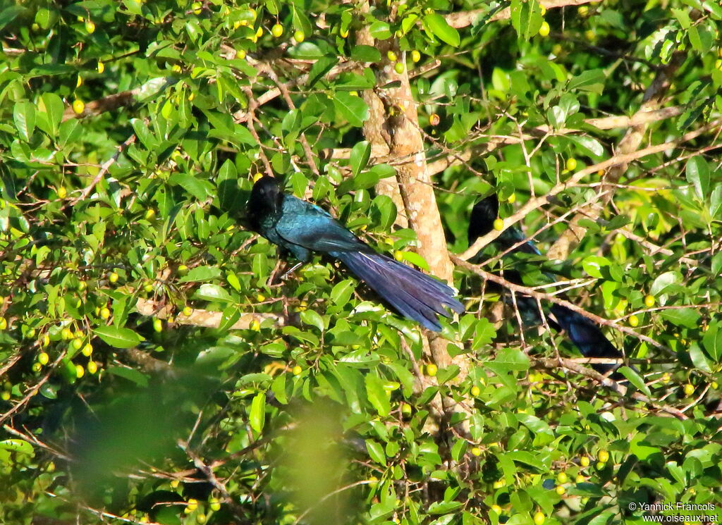 Greater Aniadult, habitat