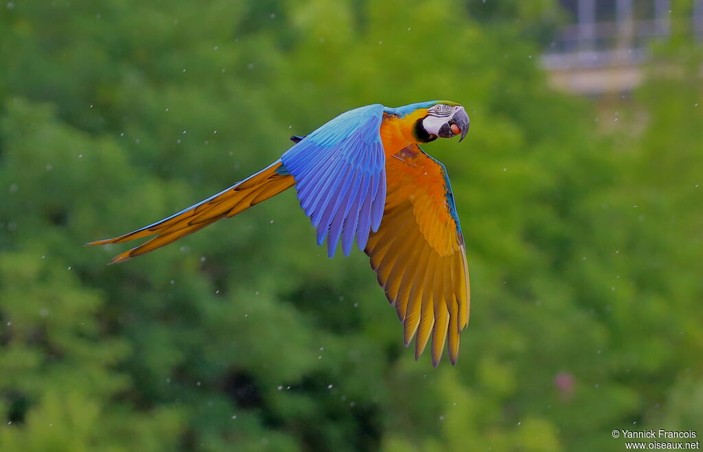 Blue-and-yellow Macawadult, aspect, Flight