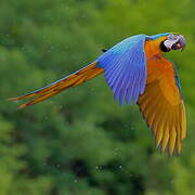 Blue-and-yellow Macaw