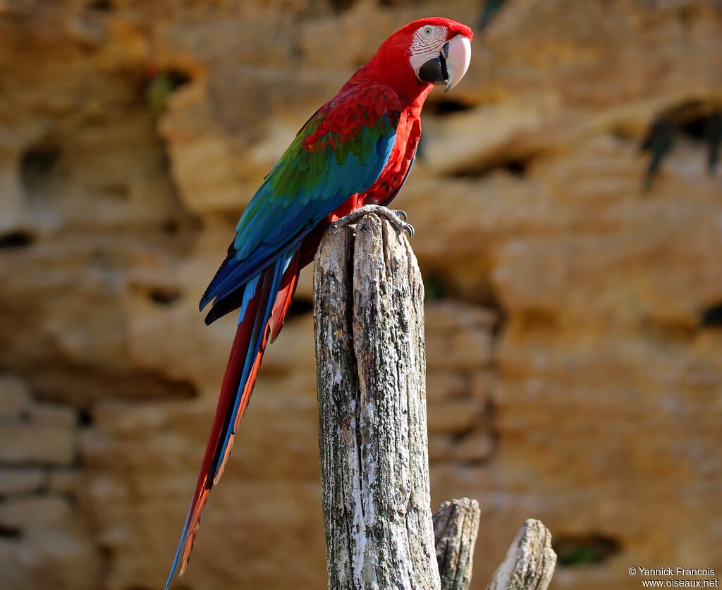 Ara chloroptèreadulte, identification