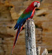 Red-and-green Macaw