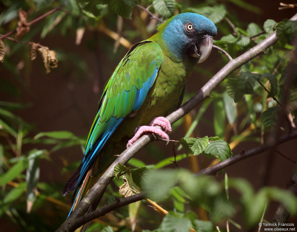 Blue-headed Macawadult, identification, aspect