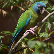 Blue-headed Macaw